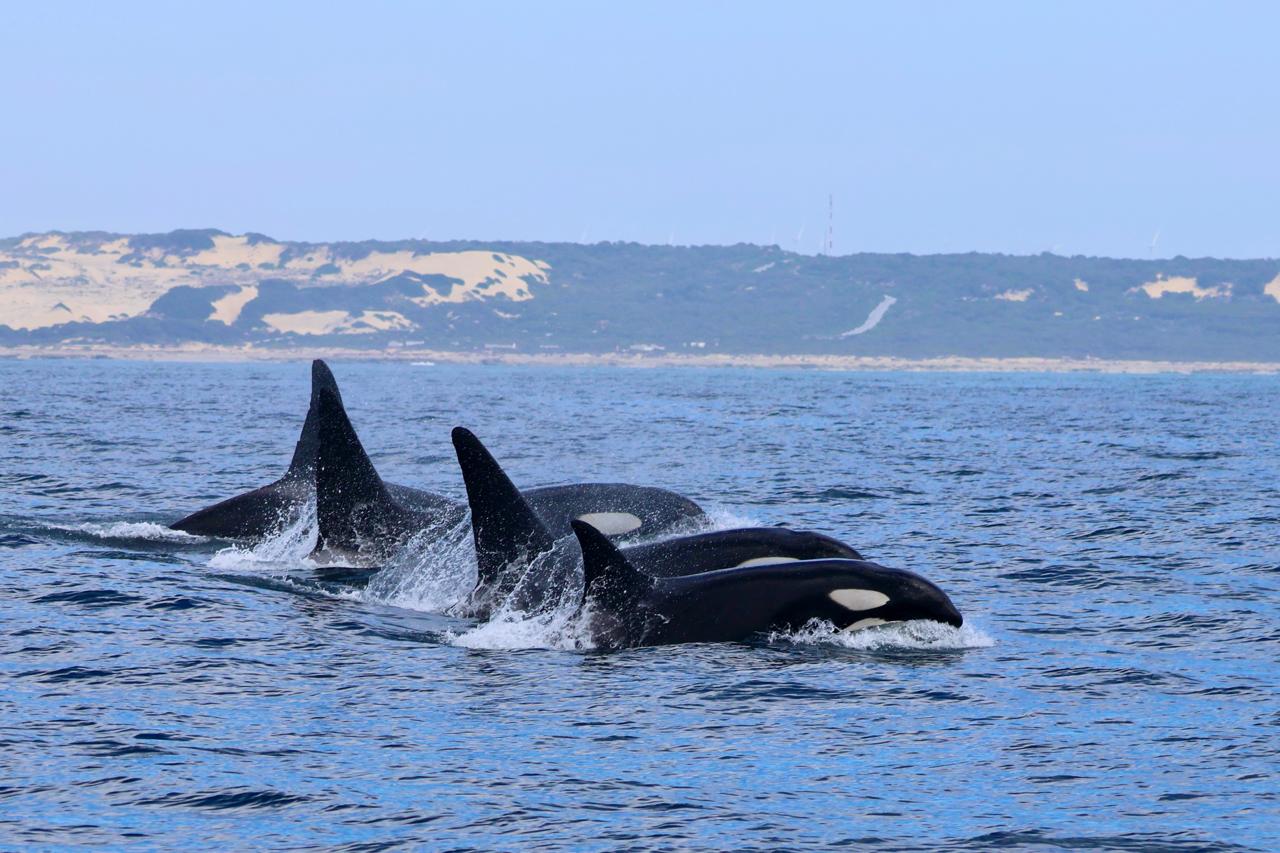 Three orca whales swimming side by side