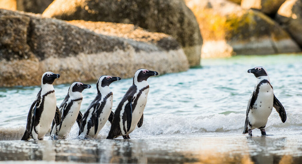 Group of penguins standing next to water with rocks behind them